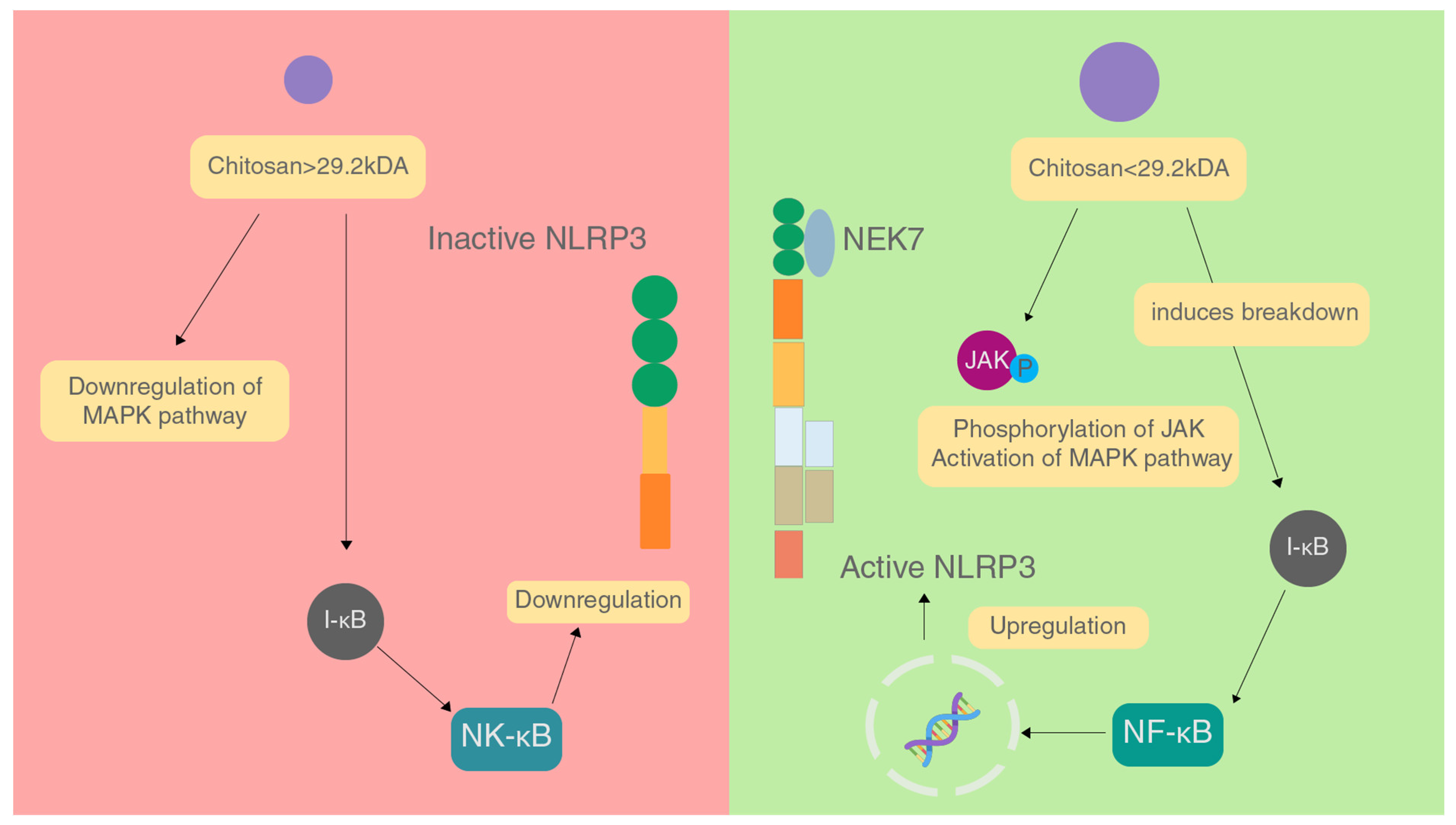 Chitin In Controlling The NLRP3 Inflammasome Encyclopedia MDPI