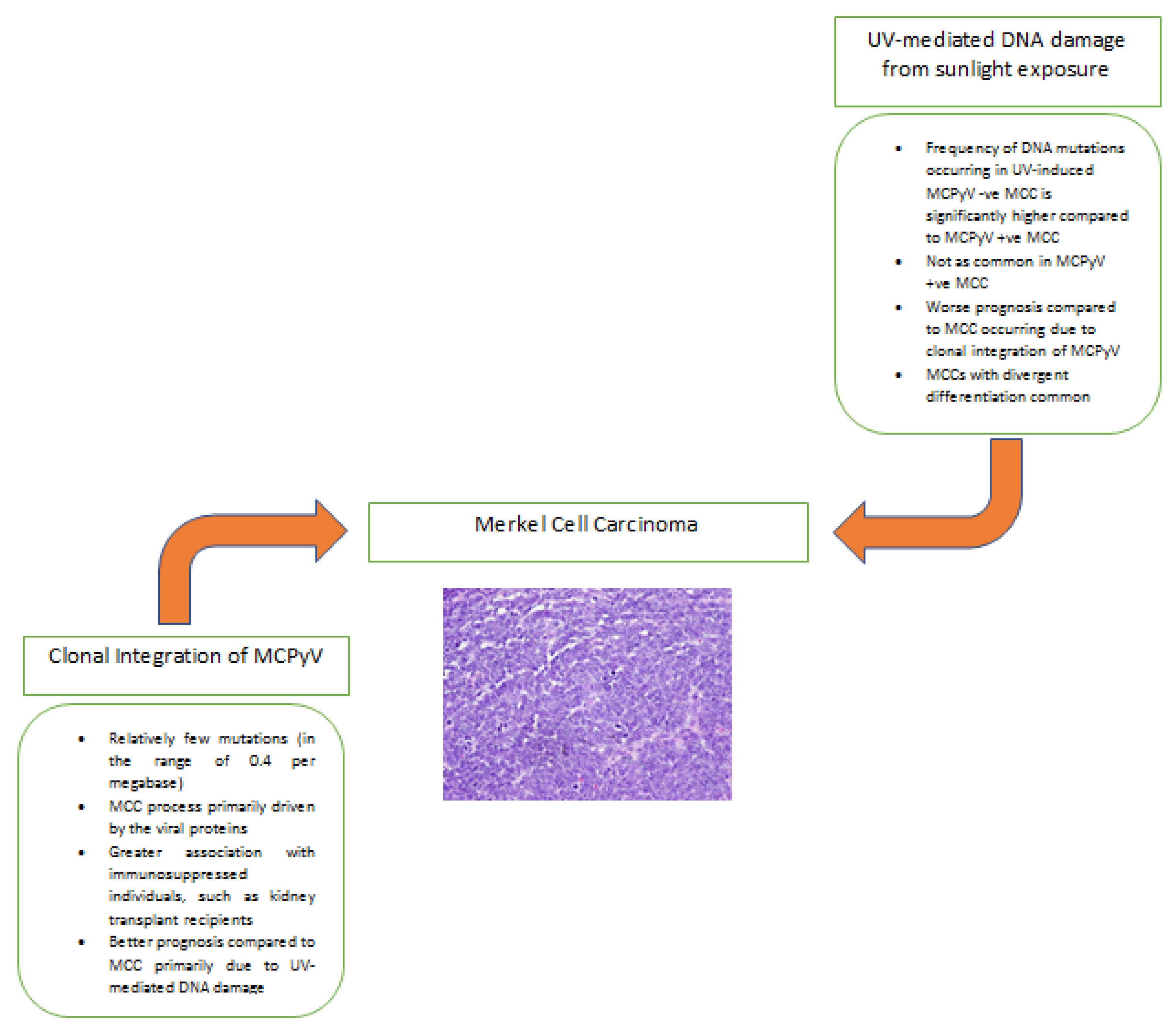 Etiology And Pathophysiology Of Merkel Cell Carcinoma Encyclopedia Mdpi