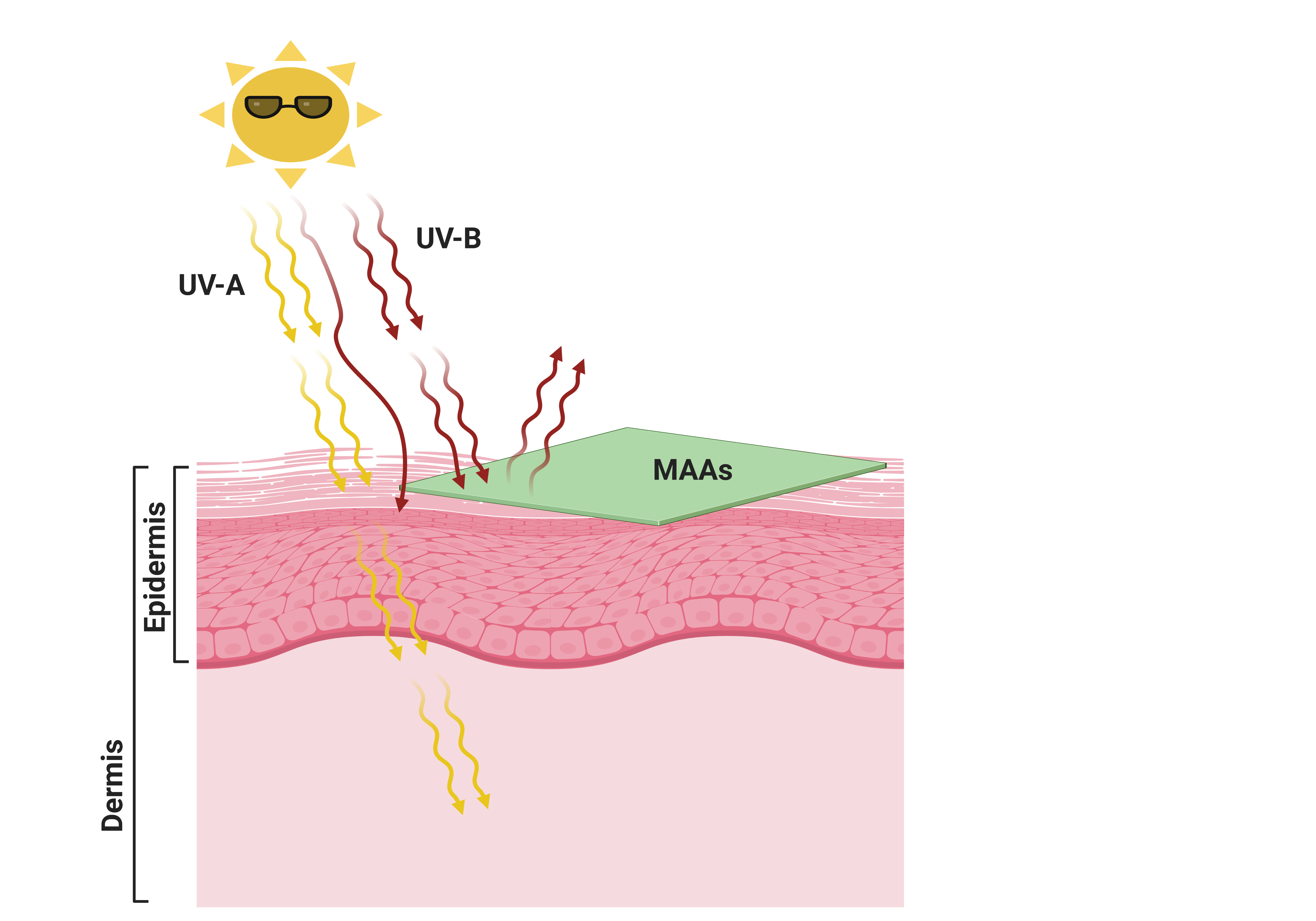 Figure 5. Use of natural eco-friendly mycosporine-like amino acids (MAAs) as a green sunscreen to protect skin against UV-induced skin damage. Created with BioRender (https://biorender.com/ accessed on 15 April 2021).