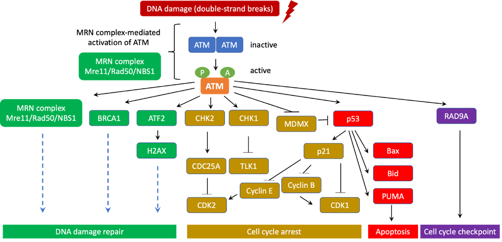 ataxia telangiectasia cell signaling