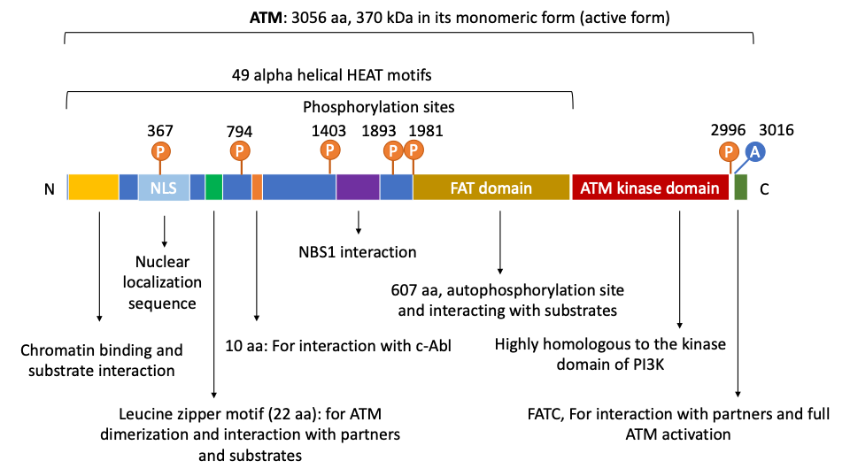 ataxia telangiectasia gene