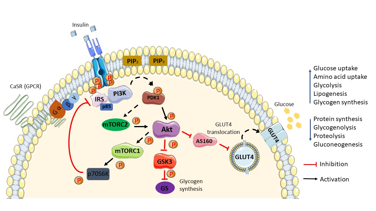 Insulin Signaling | Encyclopedia MDPI