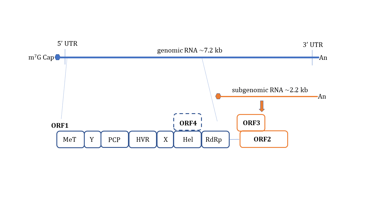 Figure1. Schematic representation of HEV genome organization.