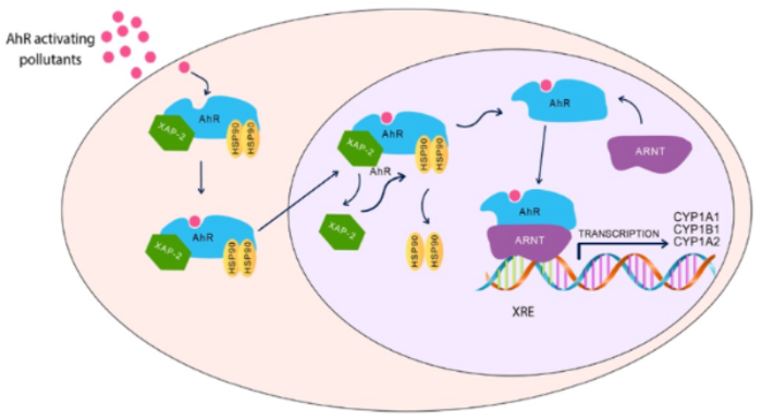 AhR signaling pathways