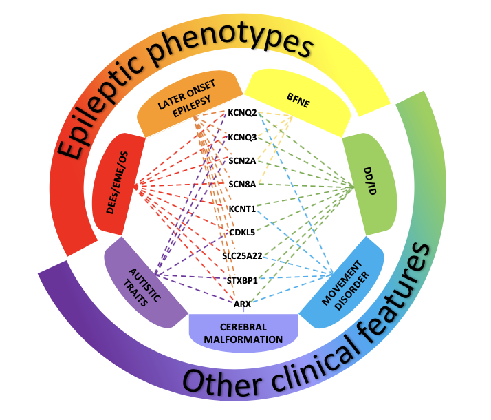 Figure 1. Disorders associated with variants of genes most frequently involved in neonatal-onset epilepsies The picture shows the clinical phenotypes associated with variants of genes most fre-quently involved in neonatal-onset epilepsies. Benign Familial Neonatal Epilepsy (BFNE) has been commonly linked to KCNQ2/3 genes, but also to SCN2A, and recently to a few cases of SCN8A variants. Pathogenic variants of all the reported genes have been related to severe forms of neonatal-onset developmental and epileptic encephalopathies (DEEs), such as Early Myoclonic Encephalopathy (EME) and Ohtahara syndrome (OS). Variants of these genes have also been associated with other clinical presentations, in-cluding later-onset epilepsy, developmental delay/intellectual disability (DD/ID), movement disorders, autistic traits and cerebral malformations. The overlap of these clinical features makes it difficult to establish a precise geno-type-phenotype correlation, delaying the assessment of the condition and the start of a proper treatment.