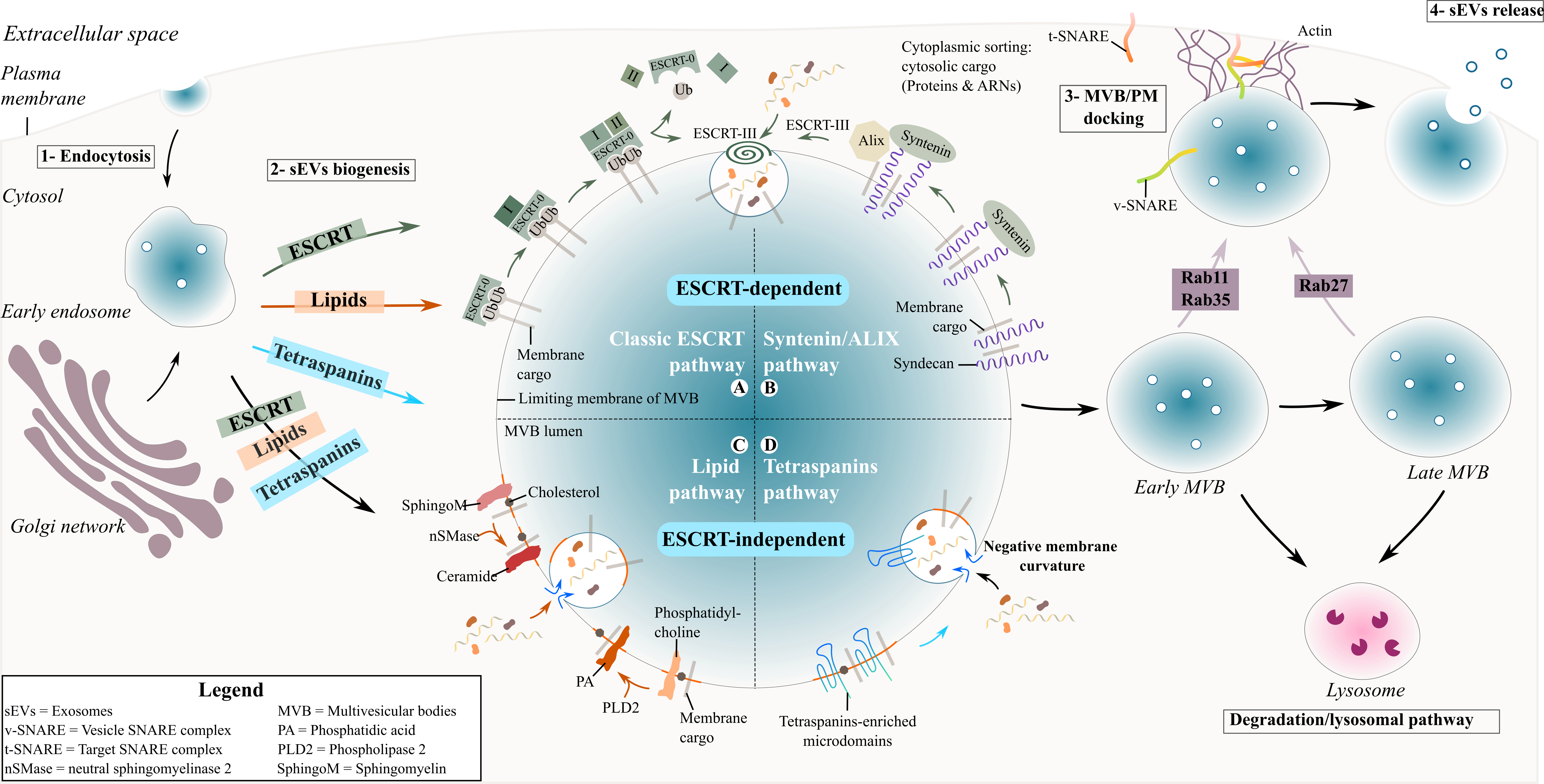 Exosome Biogenesis and secretion