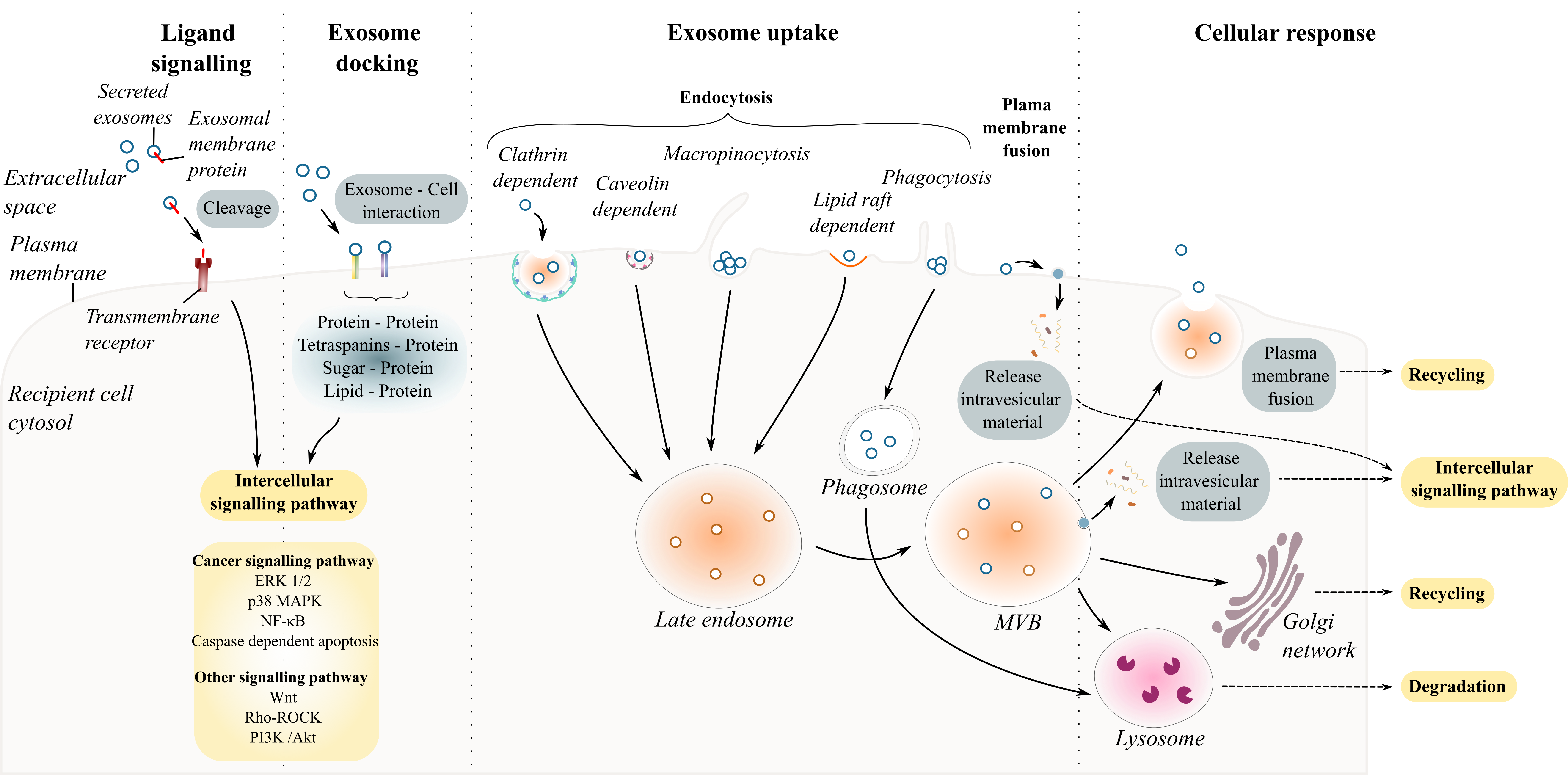 Exosome uptake