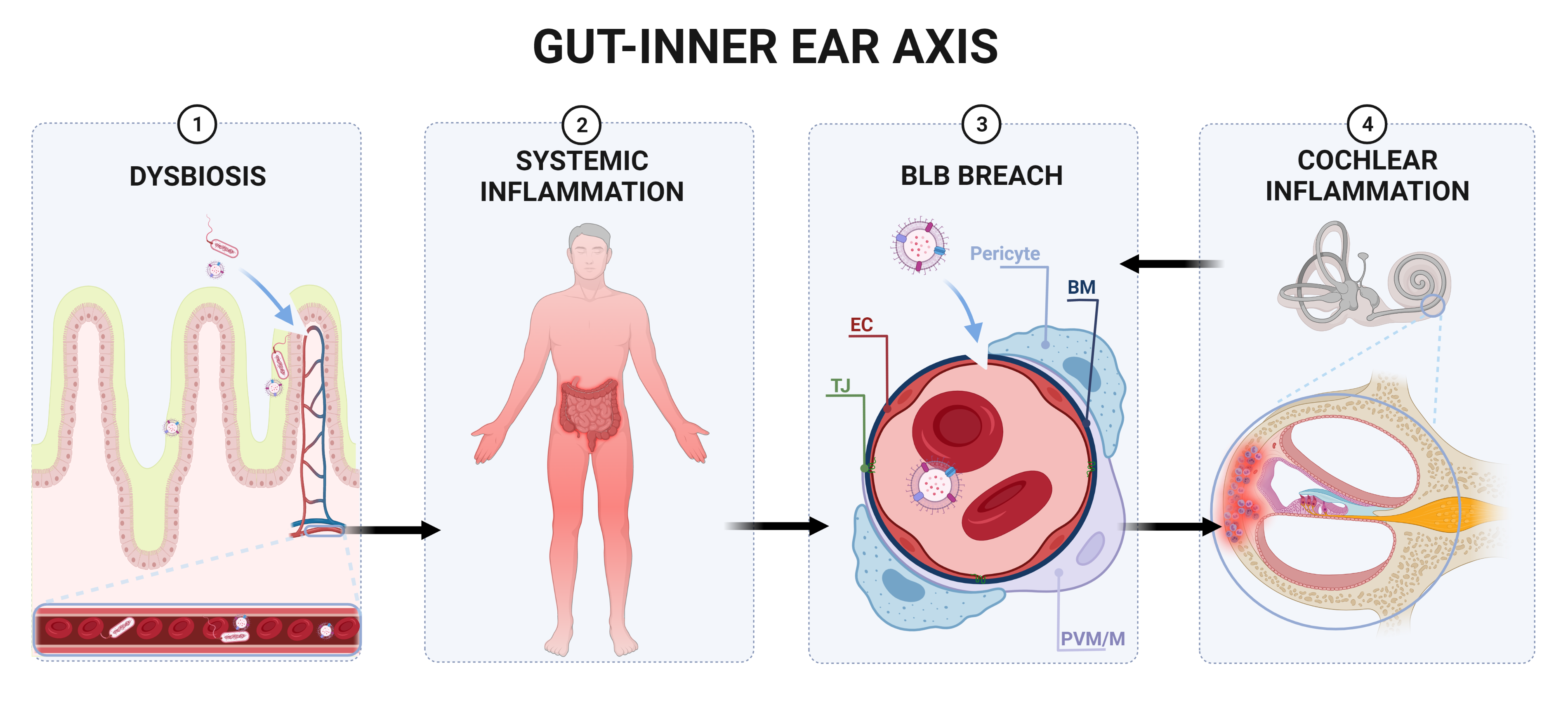 Gut-inner ear axis
