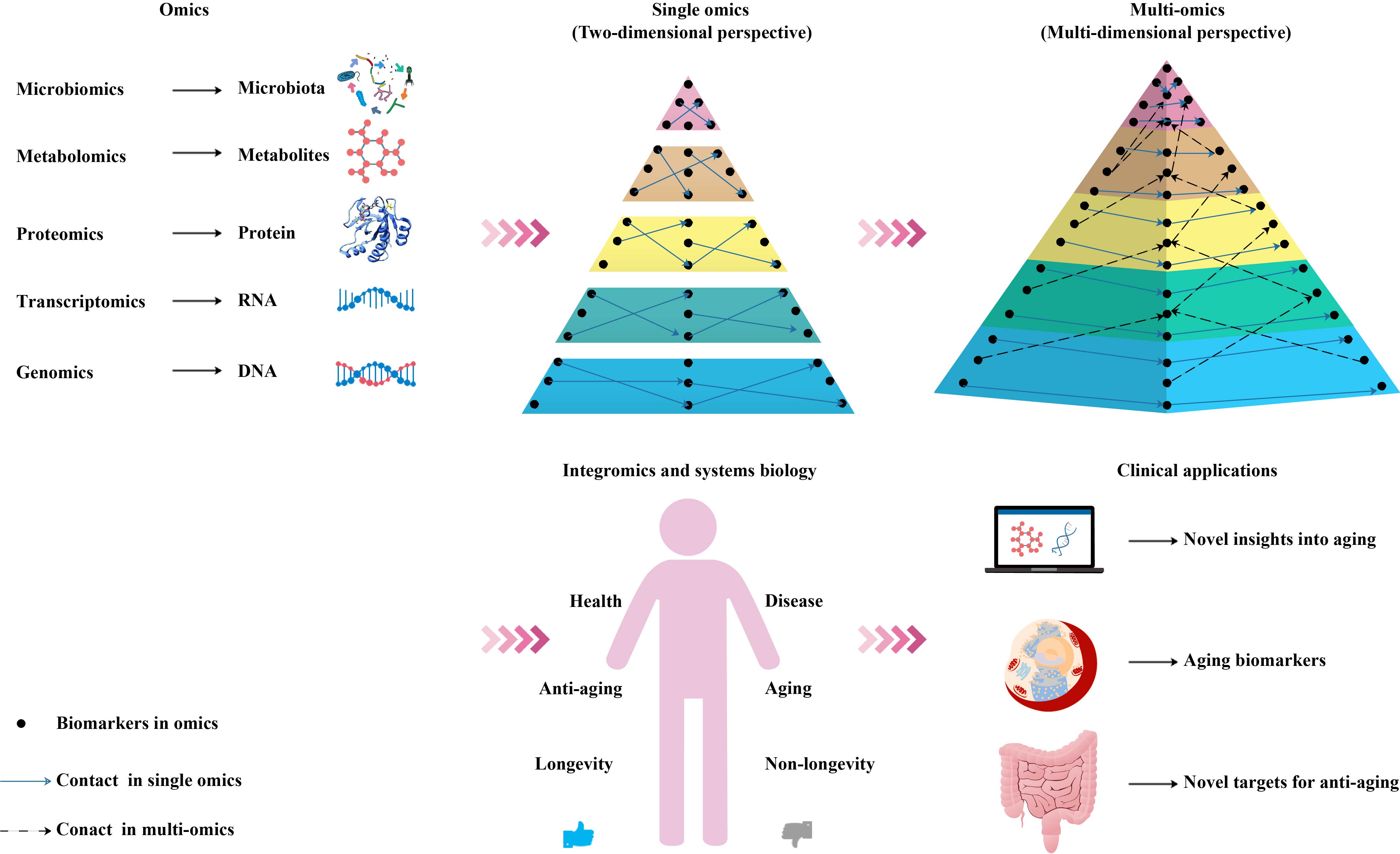Figure 2. Schematic diagram of an integrated multi-omics approach to the research and application of aging biomarkers. Genomics, transcriptomics, proteomics, metabolomics, and microbiomics enable the high-throughput quantitative profiling of molecules in biological systems to reveal aging-related changes. Combining single-omics data with integromics and systems biology contributes to an increased understanding of the mechanisms of aging and paves the way for the development and utilization of aging biomarkers and novel antiaging targets.