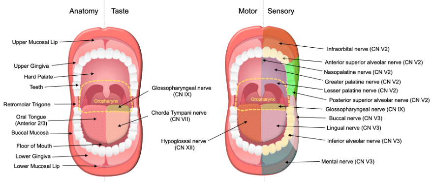 Clinical Overview Of Oral Cavity Cancer Encyclopedia Mdpi