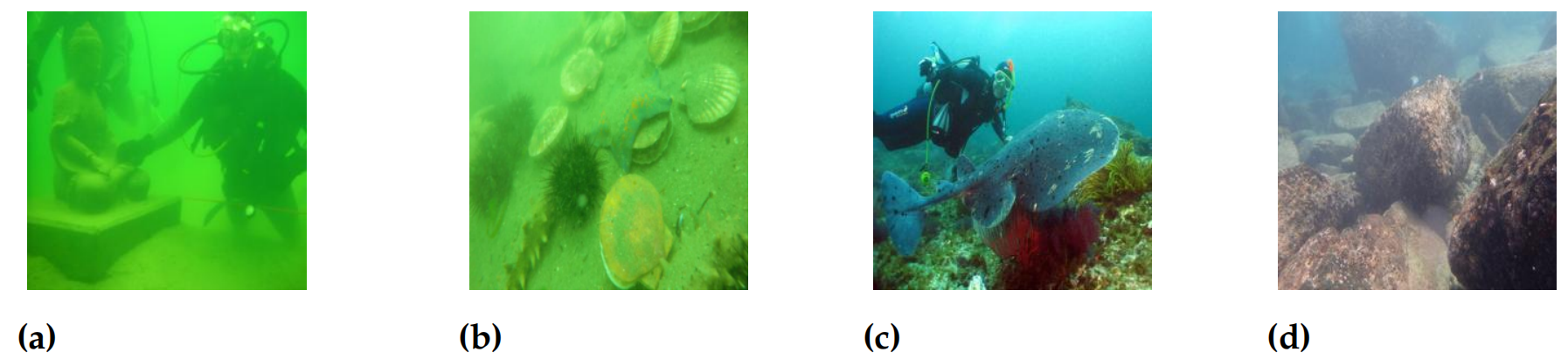 Fig1. Typical underwater images