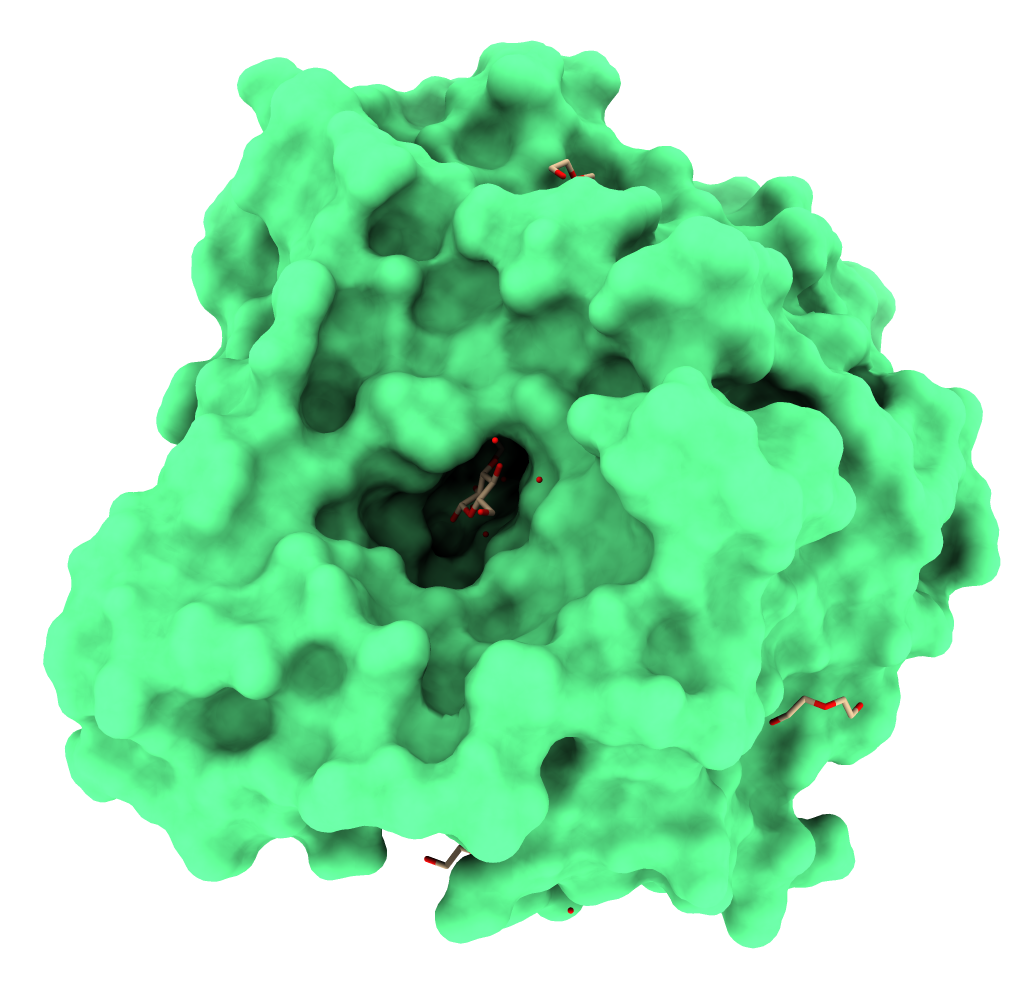 GH1 beta-glucosidase from the fungus Humicola insolens in complex with glucose (PDB 4MDP). Generated using ChimeraX.