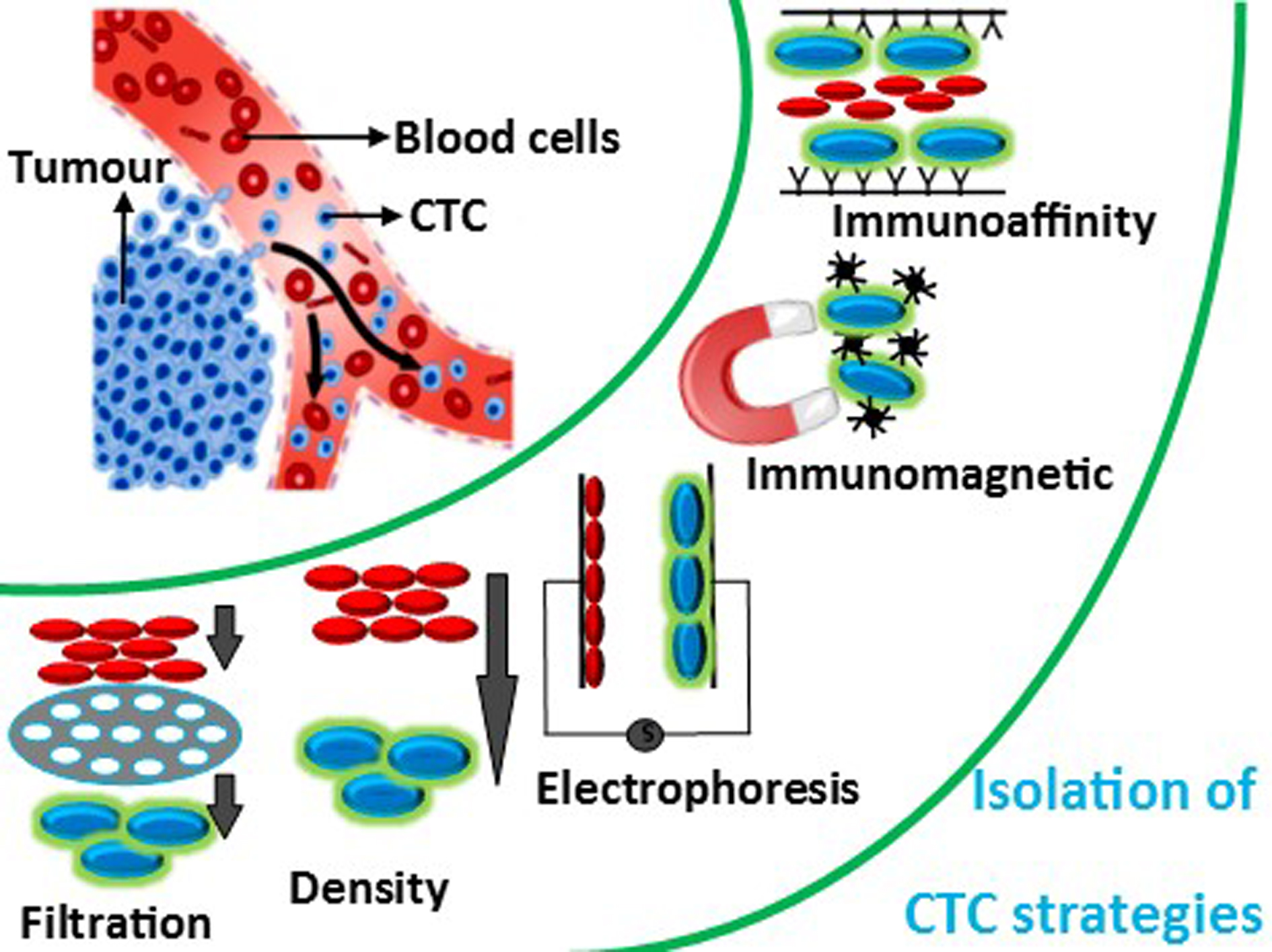Various techniques for the isolation of circulating tumor cells using microfluidic device.