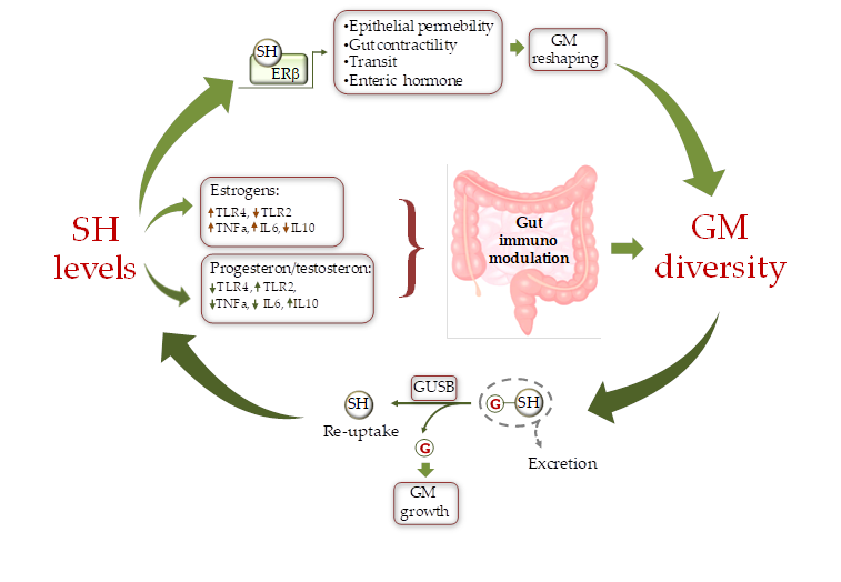 Gut Microbiota And Sex Hormones Encyclopedia Mdpi 3677