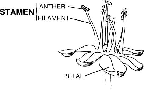 anther filament
