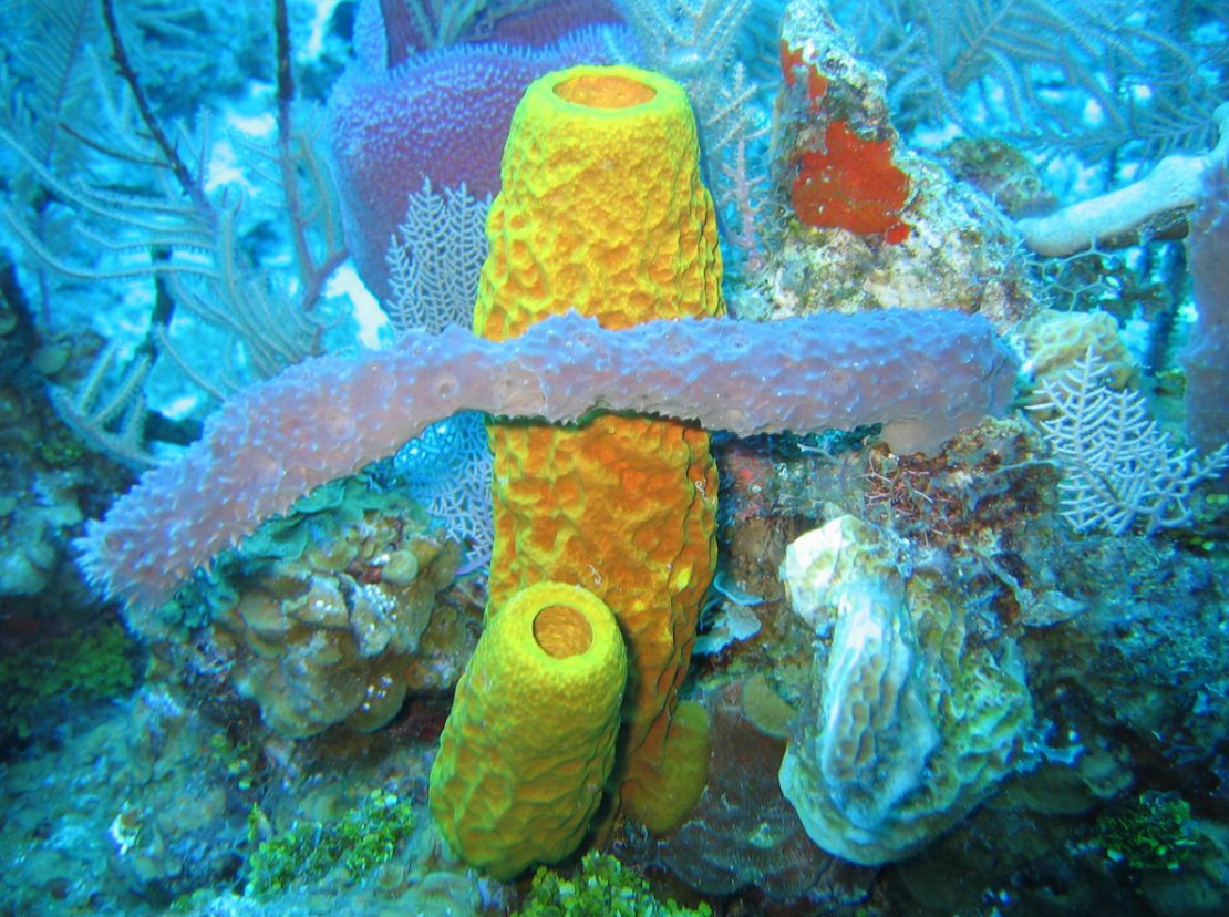 Black Encrusting Sea Sponge for Sale. We Have Live Sponges of all Types.