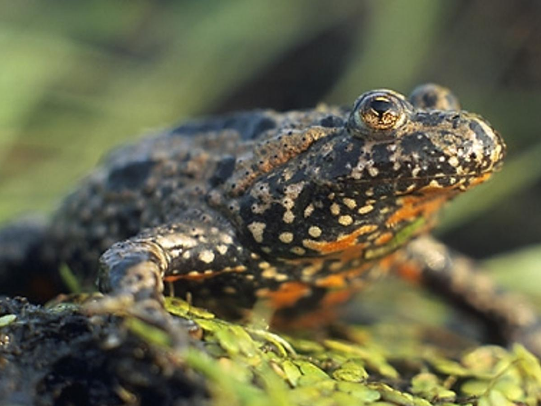 Frog | Encyclopedia MDPI
