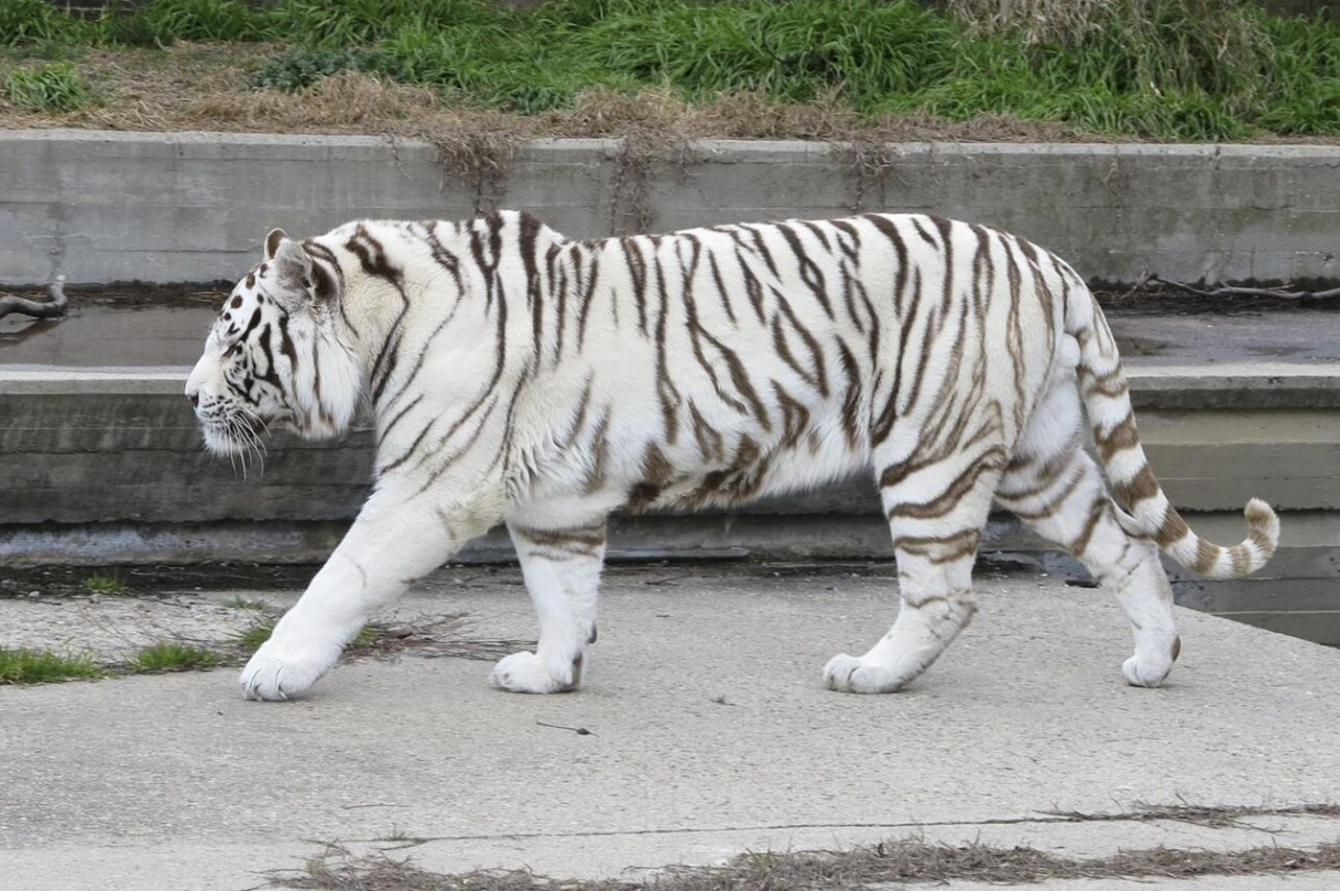 Endangered tiger born at San Francisco zoo