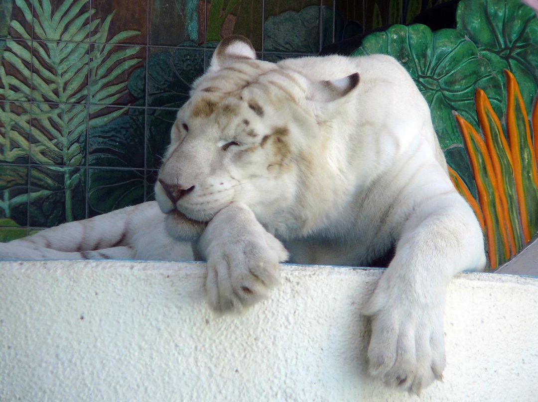 10 Lines on White Tiger in English, Few Lines on White Tiger
