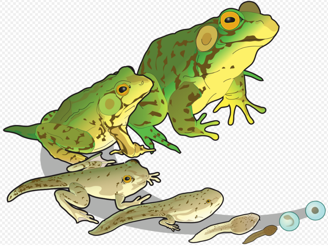 16 Best Frog fishing ideas  frog, frog art, frog illustration