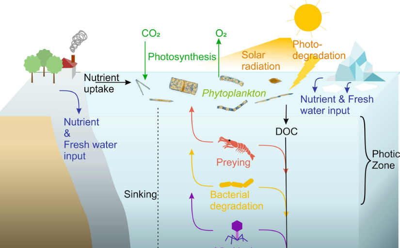 Phytoplankton | Encyclopedia MDPI