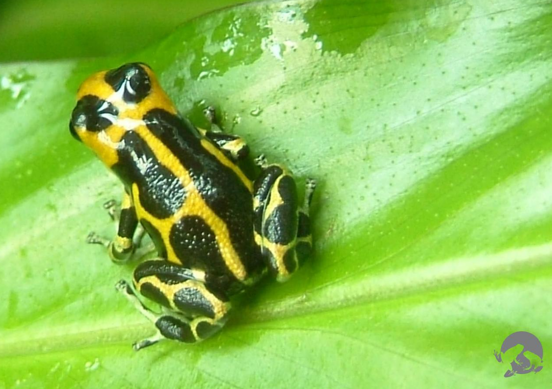 Frog  Encyclopedia MDPI