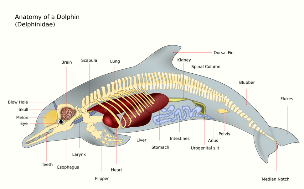 Venting - The Free Freshwater and Saltwater Aquarium Encyclopedia Anyone  Can Edit - The Aquarium Wiki
