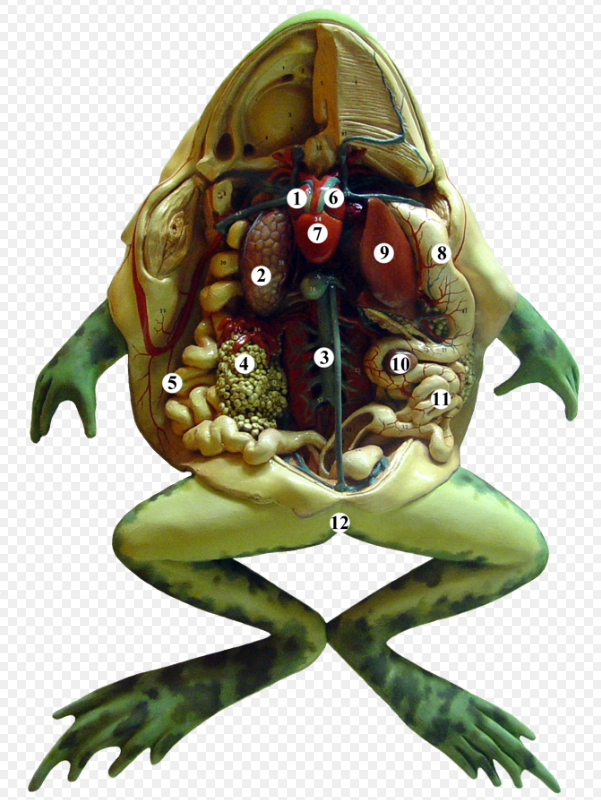 Frog   Encyclopedia MDPI