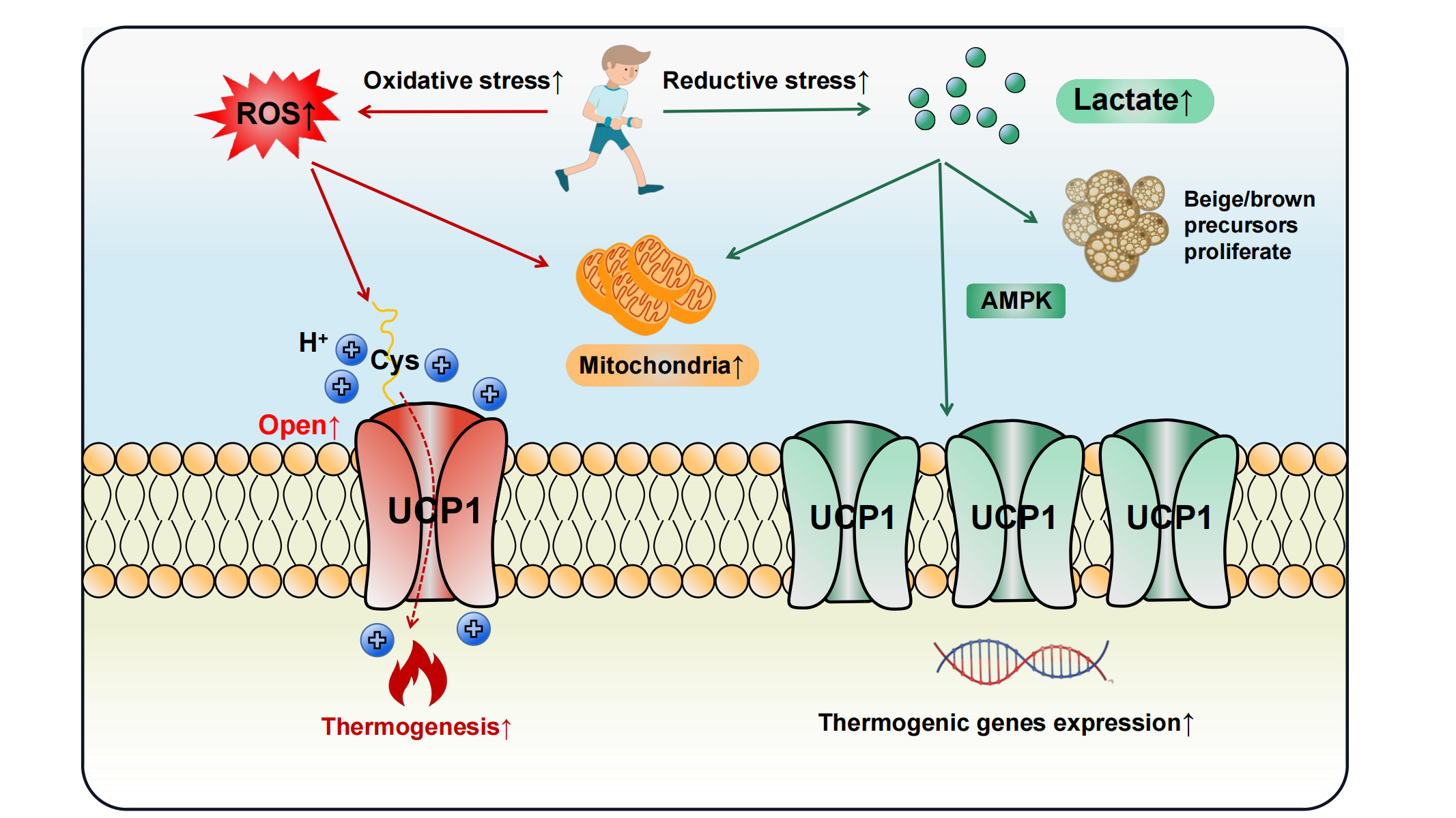 Important regulatory microRNAs in BAT, beige AT, and WAT. a Browning