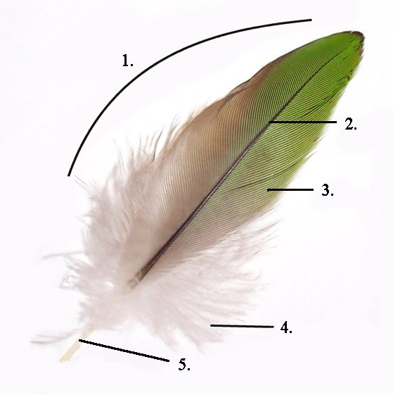 Touch of Nature 7-8” White Turkey Round Feathers with Iridescent