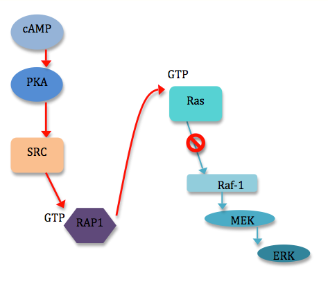 signal transduction pathway camp