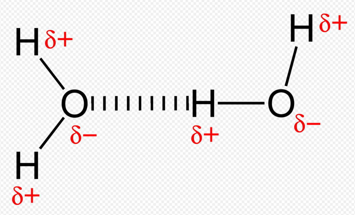 CLIP (protein) - Wikipedia