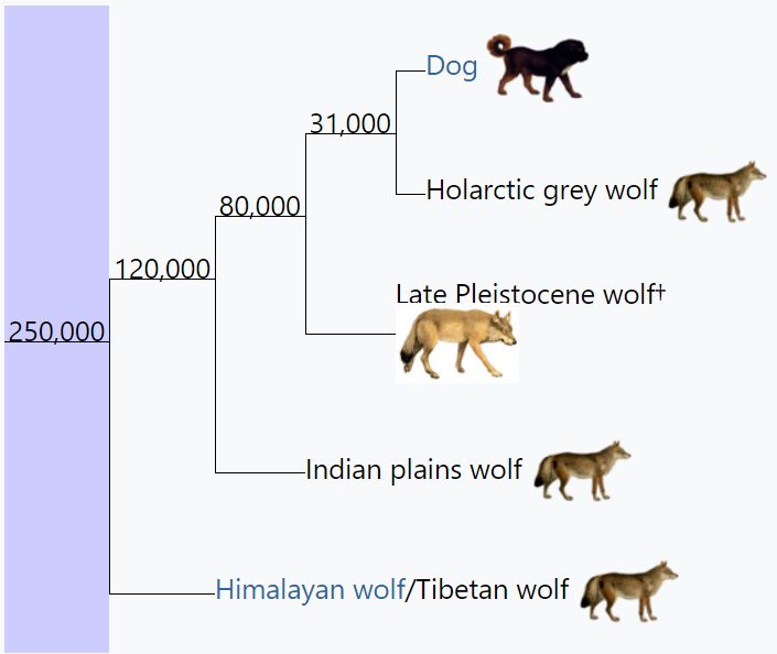 Megafaunal Wolf | Encyclopedia MDPI