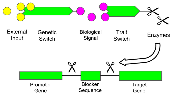 Genetic Use Restriction Technology