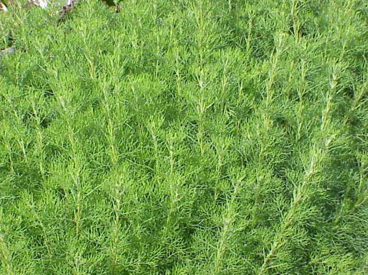 1000 Artemisia annua Seeds,Sweet Wormwood, Sweet Annie, Sweet sagewort