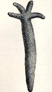 Pluteus Larva  Encyclopedia MDPI