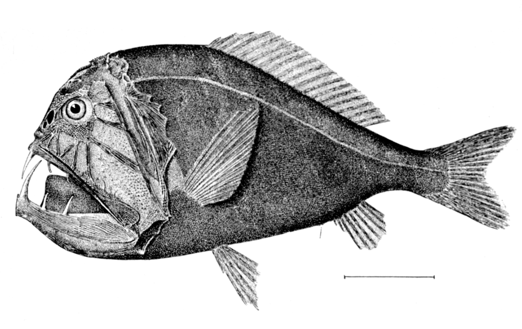 Deep Sea Fish  Encyclopedia MDPI