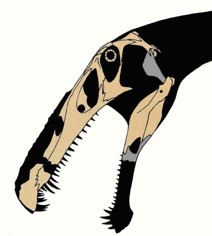 Irritator | Encyclopedia MDPI