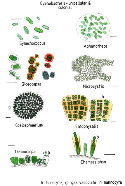 Cyanophyceae | Encyclopedia MDPI