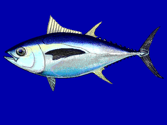 Deep Sea Fish | Encyclopedia MDPI
