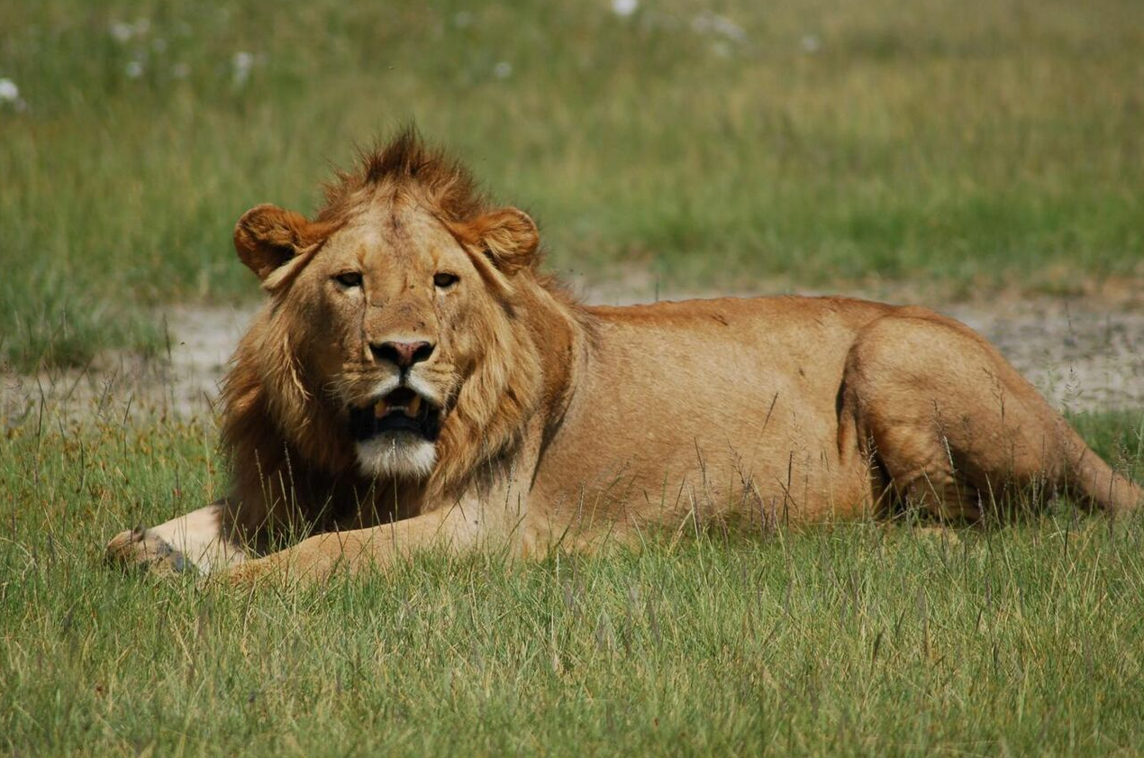 East African Lion | Encyclopedia MDPI