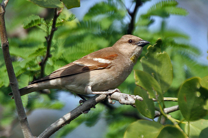 Sparrow | Encyclopedia MDPI