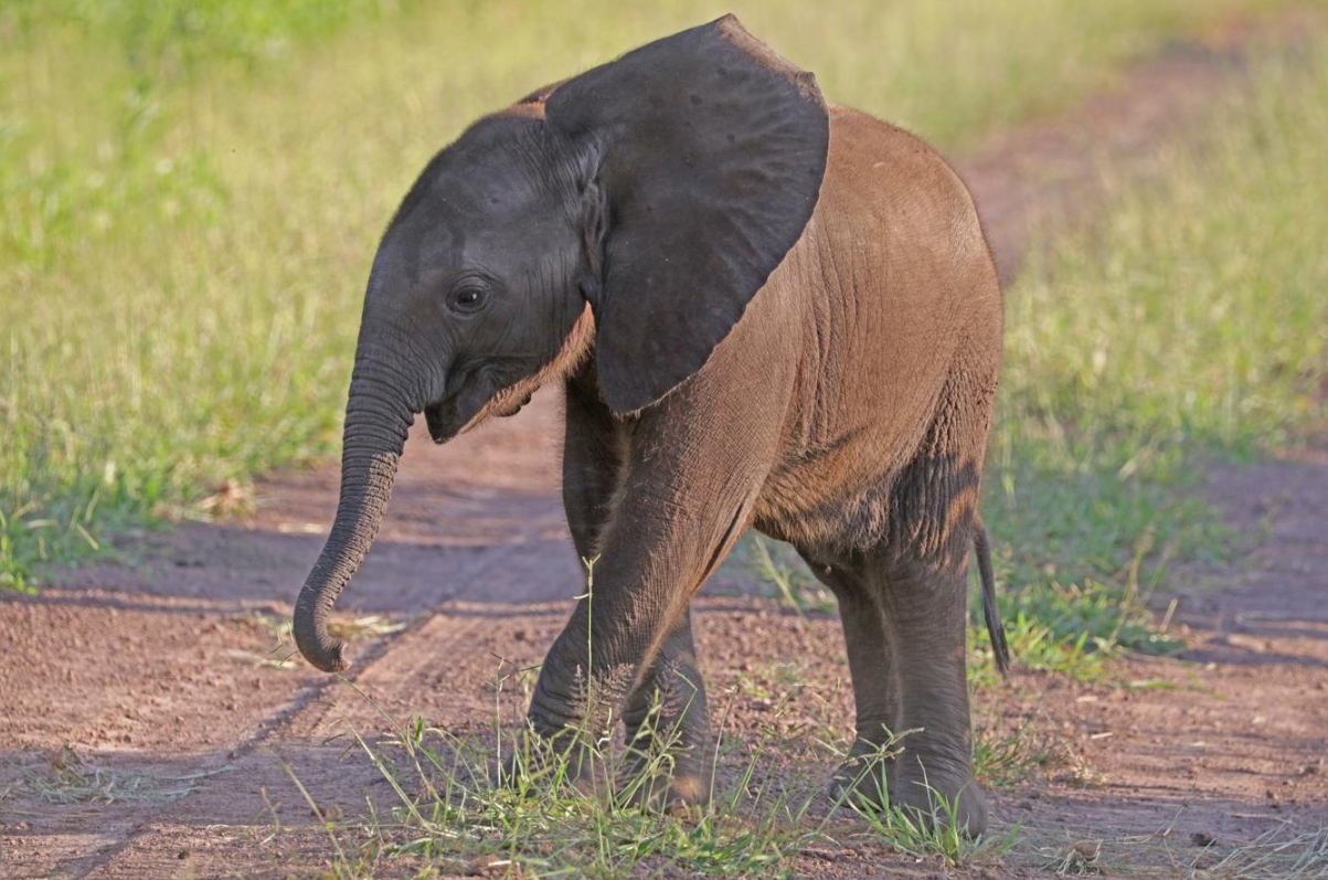 African Bush Elephant | Encyclopedia MDPI