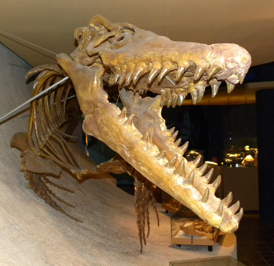 Mosasaurus | Encyclopedia MDPI
