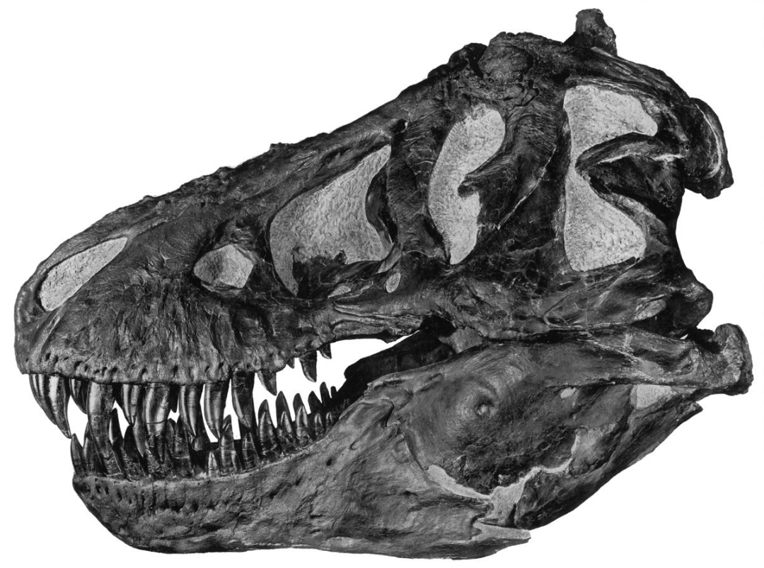 Tyrannosaurus  Encyclopedia MDPI