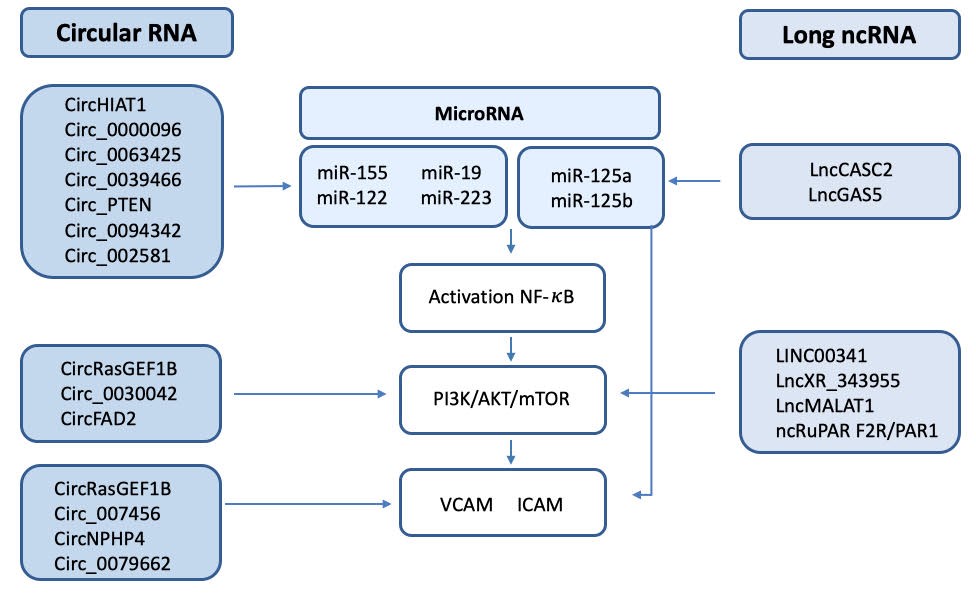 Scheme of the circRNA/lncRNA/miRNA involved in the regulation of NF-κB, the PI3K/AKT/mTOR pathway, and the endothelial adhesion factors VCAM and ICAM.