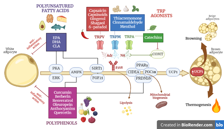 Molecular mechanisms involved in WAT browning and BAT activation mediated by thermogenic nutraceuticals