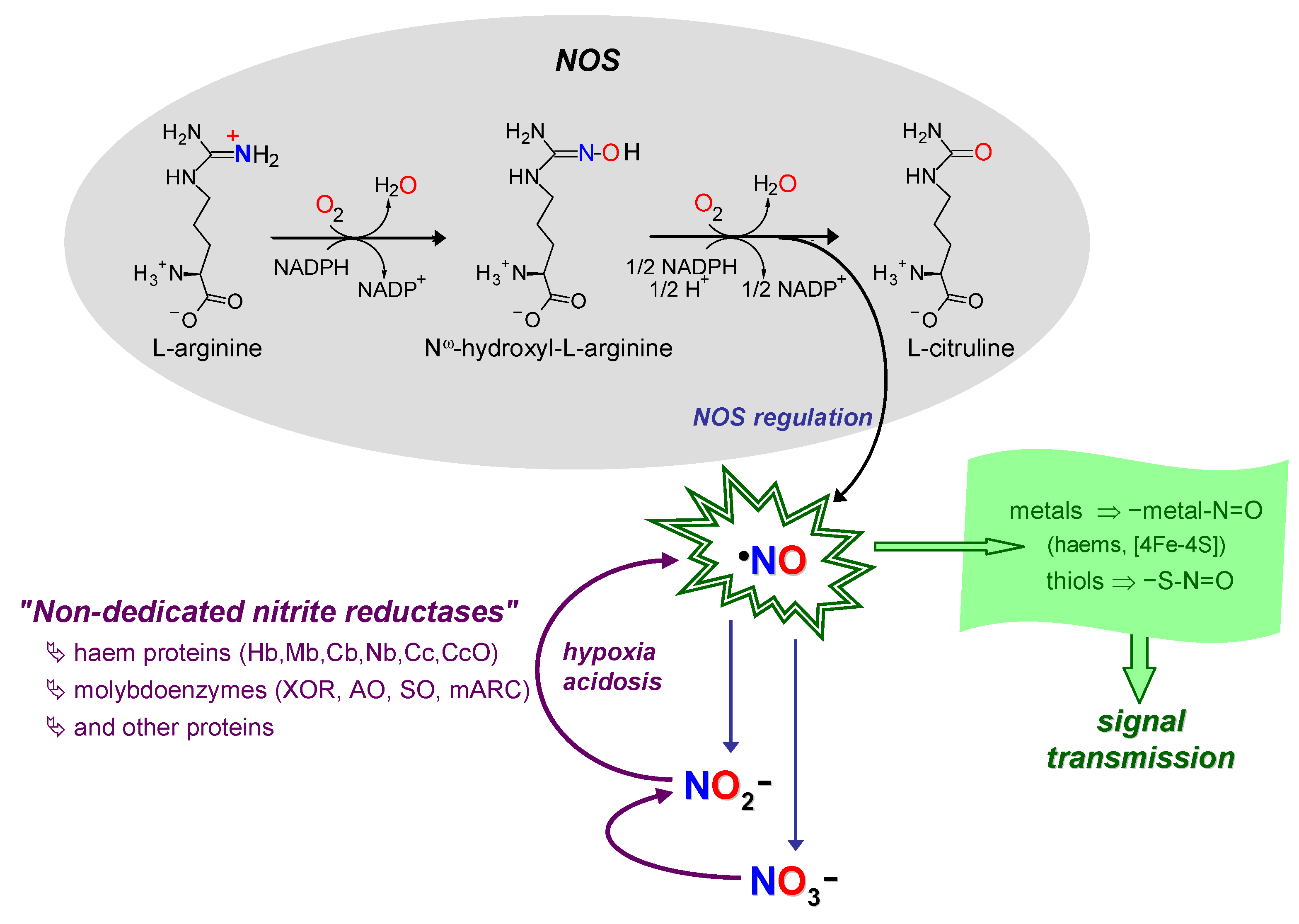 Molybdoenzymes-Dependent Nitric Oxide Formation