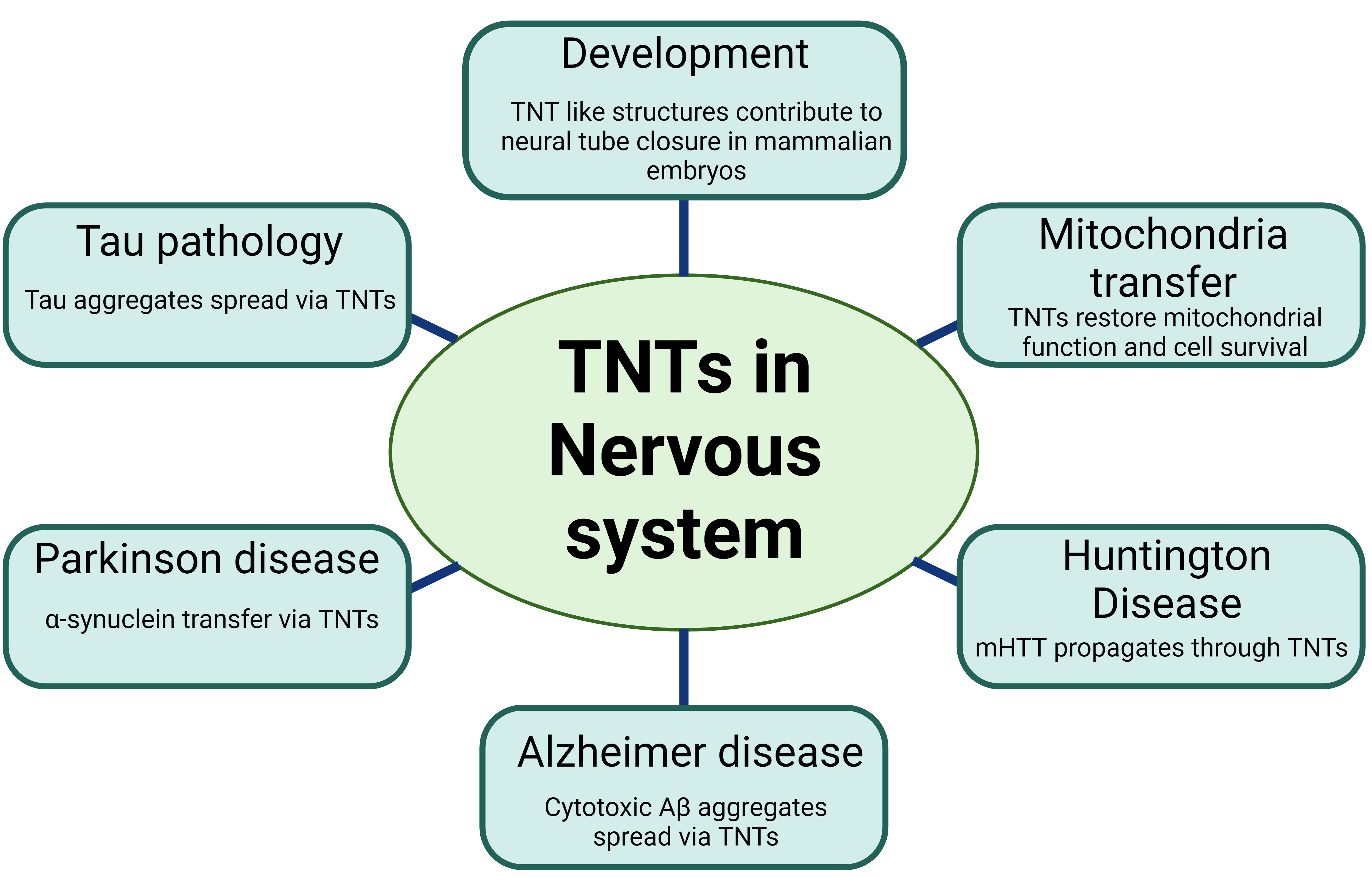 Figure 1. Various roles of Tunneling nanotubes (TNTs) in nervous system. 