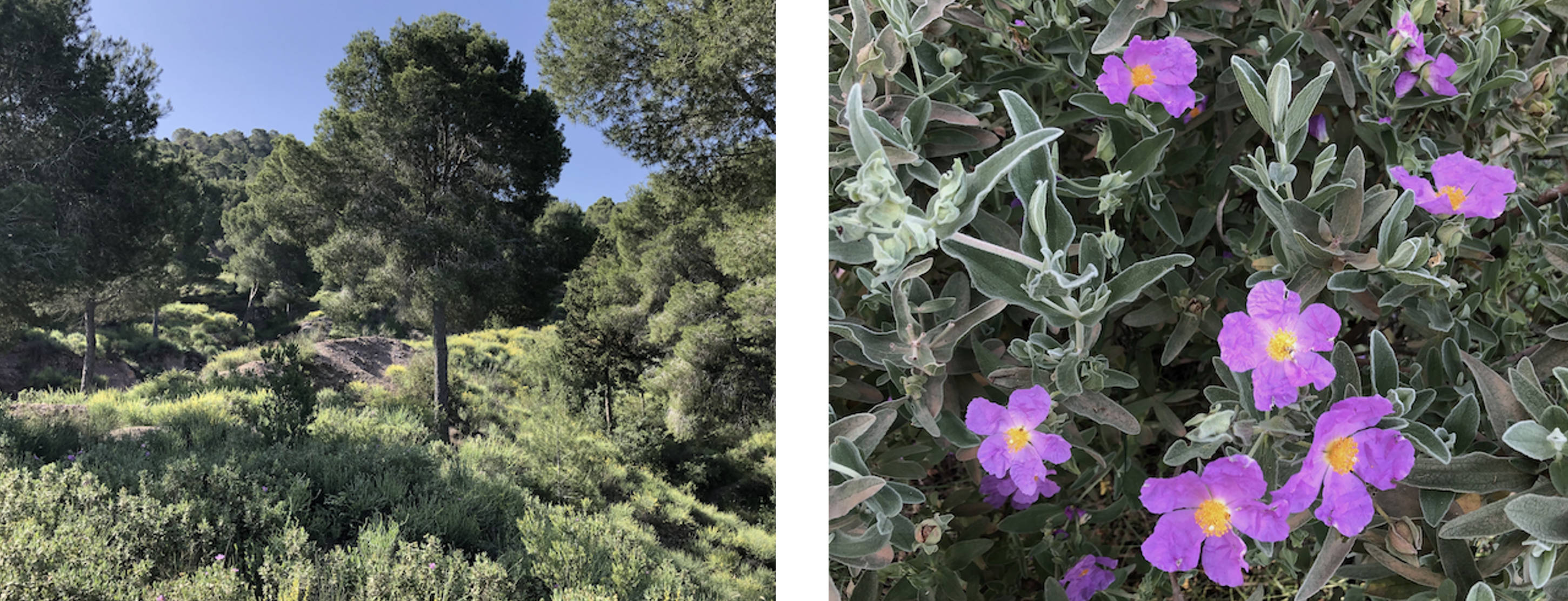 Typical  Mediterranean  landscape  with  a  predominance  of  C.  albidus,  called  jaral  (left).  Detail of flowers and leaves of C. albidus in spring (right).